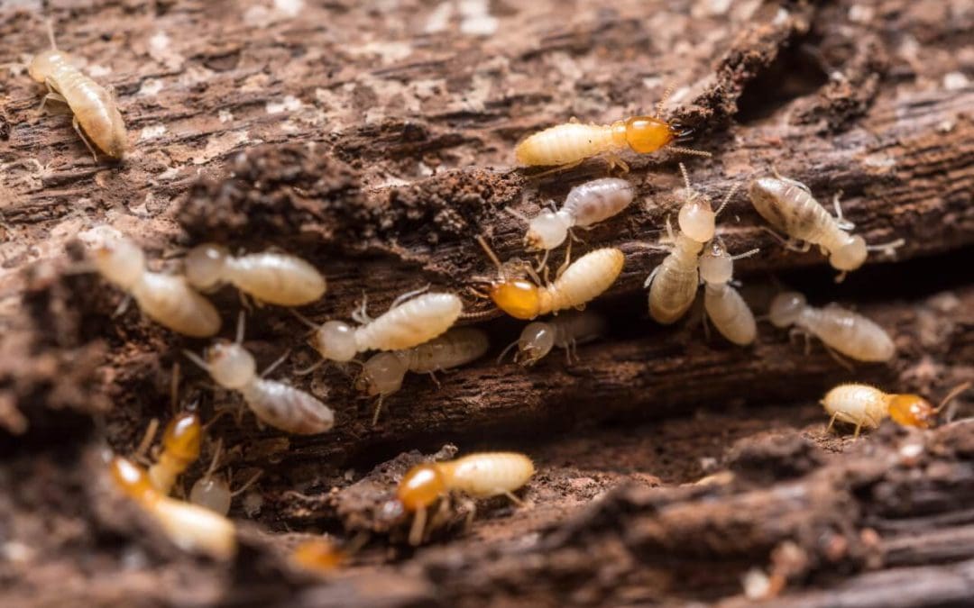 get rid of termites