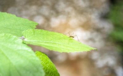 6 Basics to Repel Mosquitoes From Your Property