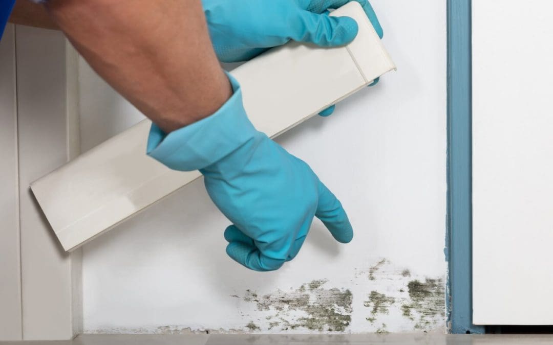 Debunking Common Myths About Mold for Homeowners