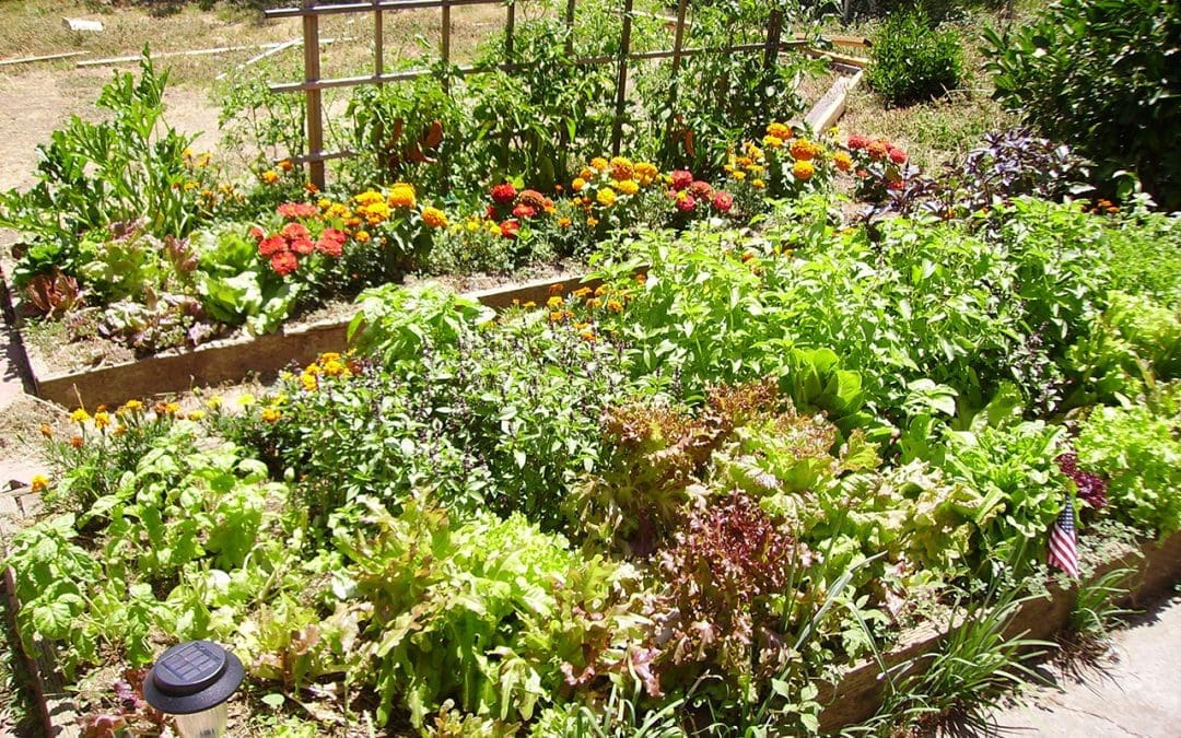 Beat the Heat: Practical Ways to Help Your Garden Survive Summer